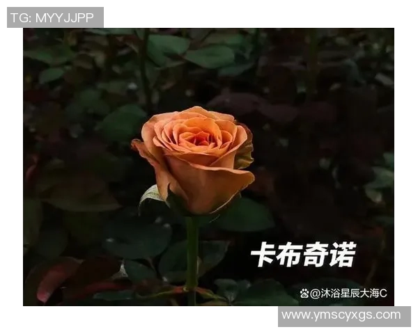 足球明星背后的女人们揭秘她们的爱情故事与生活点滴